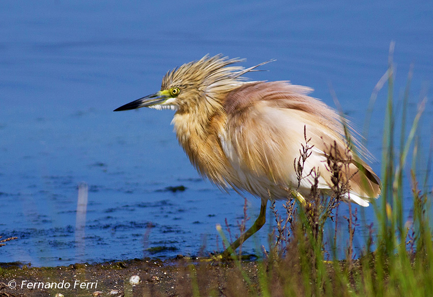 Sgarza ciuffetto - Ardeola ralloides